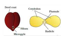 NCERT Notes: Morphology of Flowering Plants | NCERTs at Fingertips: Textbooks, Tests & Solutions - NEET