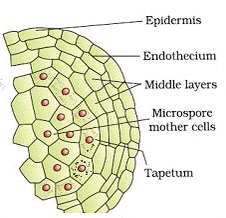 Stamen, Microsporangium and Pollen Grain