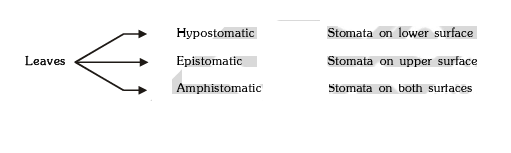 Transpiration Pull & Stomata | Biology A-Level - A Level