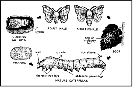 Sericulture & Apiculture | Biology for Grade 12