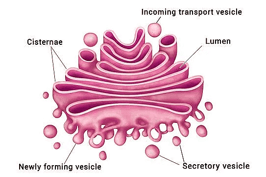 Golgi Apparatus