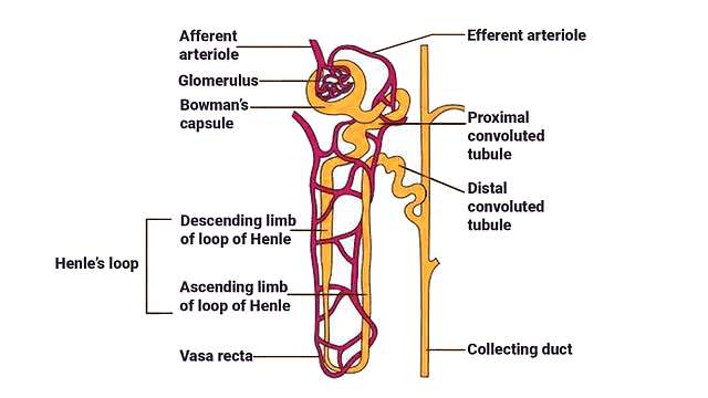 Important Diagrams: Excretory Products and their Elimination | Biology Class 11 - NEET