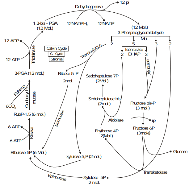 The Calvin Cycle & The C4 Pathway | Biology Class 11 - NEET
