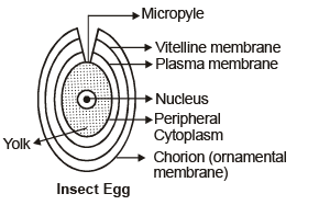 Oogenesis & Types of Eggs | Additional Study Material for NEET