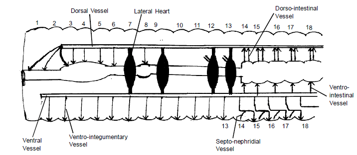 Respiratory & Nervous Systems: Earthworm | Additional Study Material for NEET