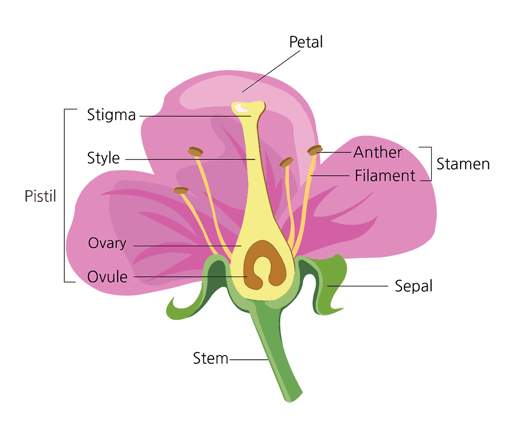 Sexual Reproduction in Flowering Plants Chapter Notes | Biology Class 12 - NEET