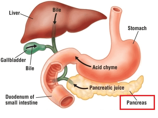 Excretory Products & their Elimination NCERT Solutions | Biology Class 11 - NEET