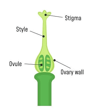 The Flower: Parts & Functions | Biology Class 11 - NEET