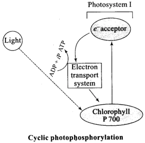 NCERT Exemplar: Photosynthesis in Higher Plants | Biology Class 11 - NEET