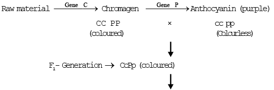 Gene Interaction | Additional Study Material for NEET