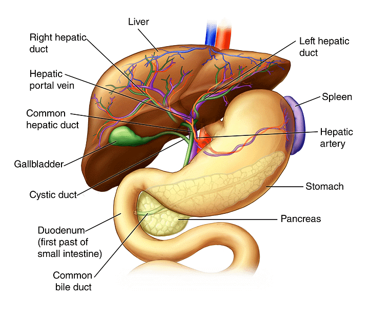 Important Diagrams: Digestion and Absorption (Old NCERT) | Crash Course for NEET