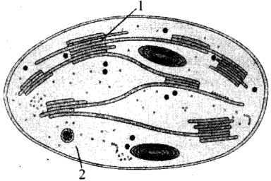 NCERT Exemplar: Photosynthesis in Higher Plants | Biology Class 11 - NEET