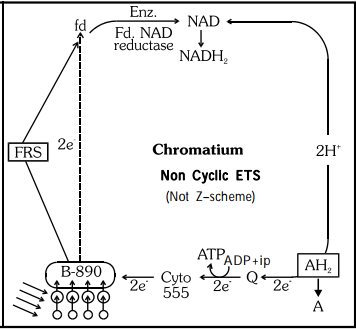 Photosynthesis: Site, Type & Factors Affecting | Biology for JAMB