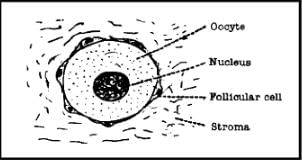 Oogenesis - Human Reproduction - Class 12