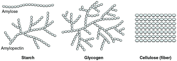 Carbohydrates | Biology Class 11 - NEET