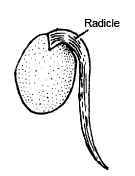 Modification of Root, Stem and Leaf - Morphology of Plants, Class 11 ...