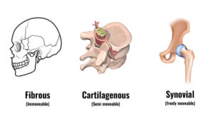 Skeletal System, Joints & Disorders | Biology Class 11 - NEET