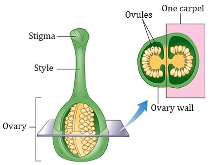 Structure of Carpel or Pistil