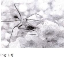 NCERT Exemplar: Organisms & Populations - 2 | NCERT Exemplar & Revision Notes for NEET