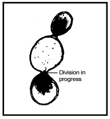 Origin of Life (Part - 2) - Notes, Botany, Class 12