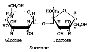 Carbohydrates | Biology Class 11 - NEET