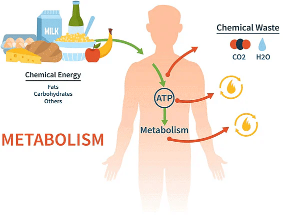 What is Living & its Characteristics | Biology Class 11 - NEET