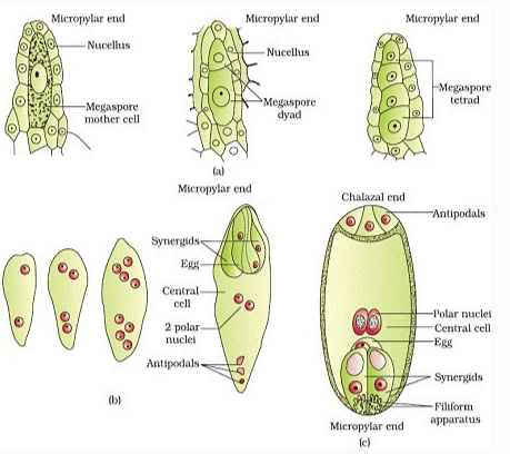 Megasporogenesis