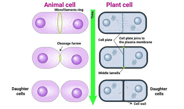 Important Diagrams: Cell Cycle and Cell Division | Biology Class 11 - NEET