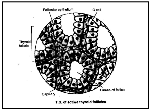 Thyroid, Parathyroid and Thymus Gland | Biology for JAMB