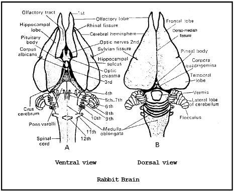 Structure of Spinal Cord | Biology for JAMB