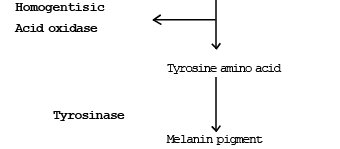 Vaccination & Immunisation | Biology Class 12 - NEET