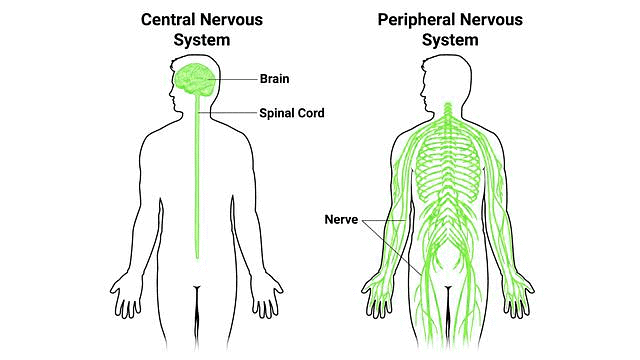 Important Diagrams: Neural Control and Coordination | Biology Class 11 - NEET