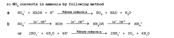 Nitrogen Metabolism | Biology for JAMB