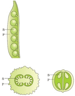 Fig: A few kinds of fruit showing seeds (S) and protective pericarp (P)