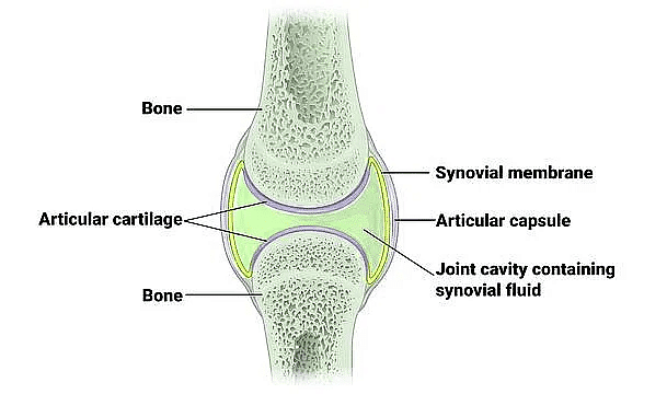 Important Diagrams: Locomotion and Movement | Biology Class 11 - NEET