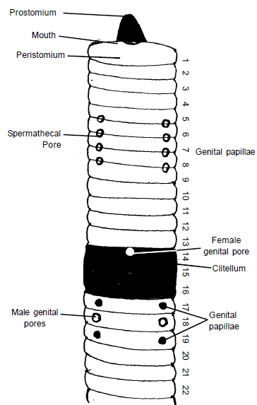 Earthworm Morphology