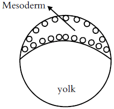 Fig: The process of poly-invagination