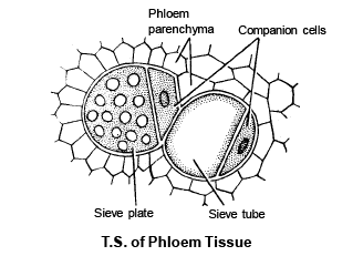 Complex Permanent Tissue | Biology for ACT