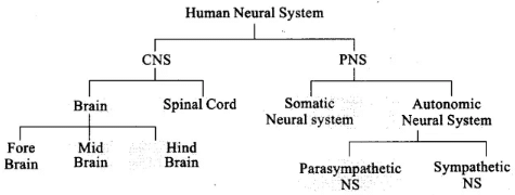 NCERT Exemplars: Neural Control & Coordination | Biology Class 11 - NEET