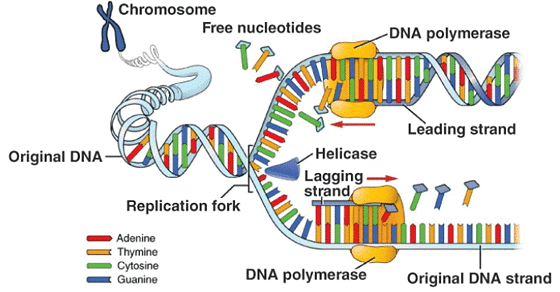 Molecular Basis of Inheritance Chapter Notes | Biology Class 12 - NEET