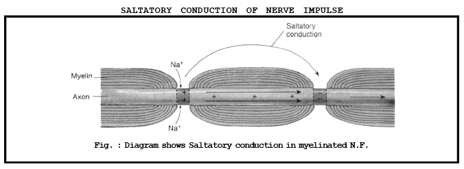 Transmission of Nerve Impulses | Biology Class 11 - NEET