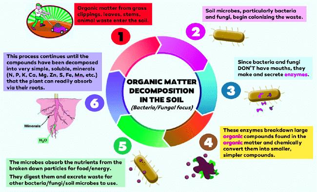Important Diagrams: Ecosystem | Biology Class 12 - NEET