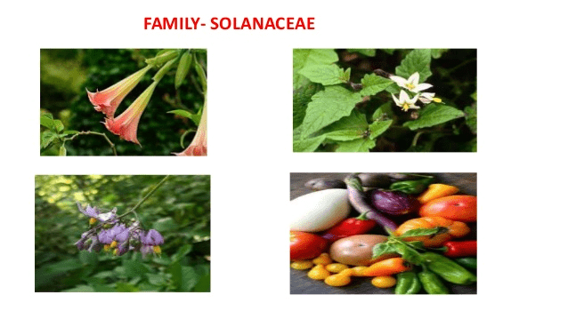 Family Description: Solanaceae, Fabaceae & Liliaceae | Biology for ACT