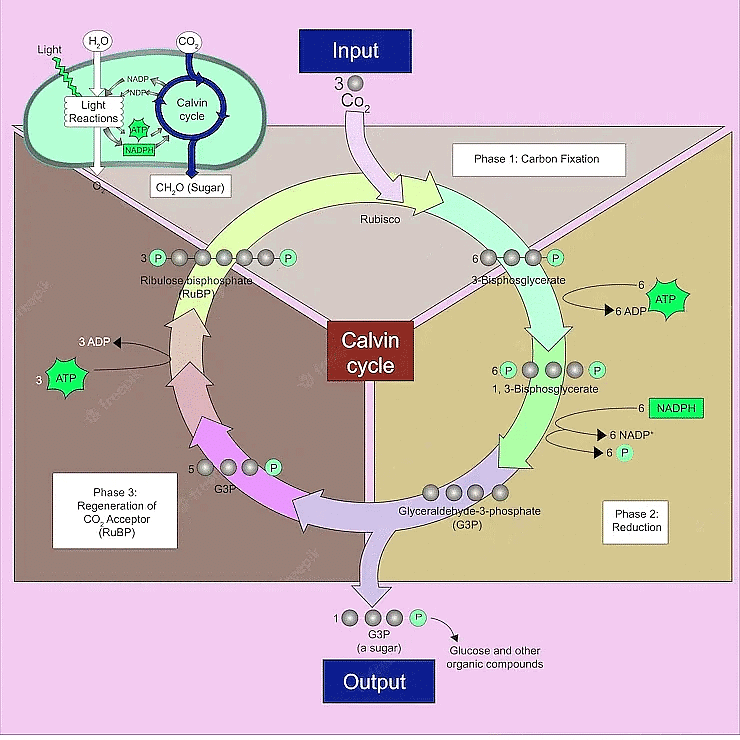 Important Diagrams: Photosynthesis in Higher Plants | Biology Class 11 - NEET