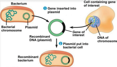 Transgenic Bacteria