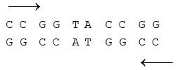 Nucleic Acids (DNA & RNA) | Biology for ACT