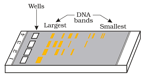 Important Diagrams: Biotechnology - Principles and Processes | Biology Class 12 - NEET