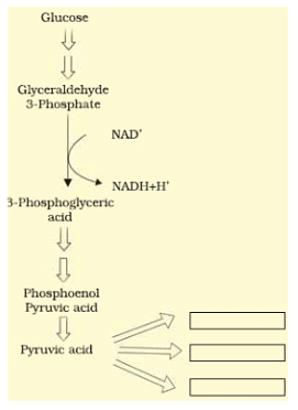 Short Answer Type Questions