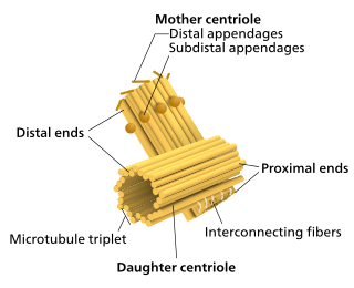 Centriole & Centrosome | Biology for ACT
