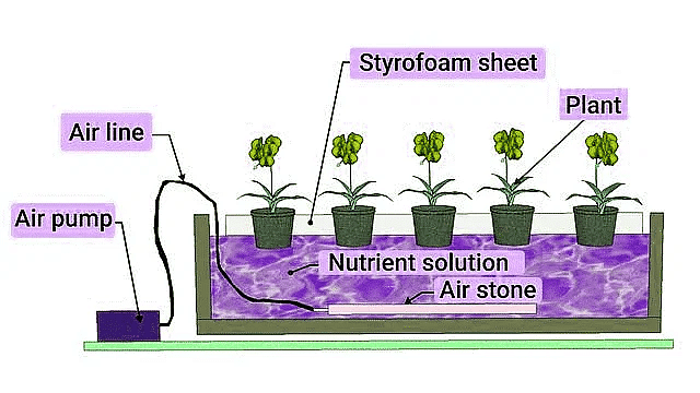 Important Diagrams: Mineral Nutrition (Old NCERT) | Crash Course for NEET